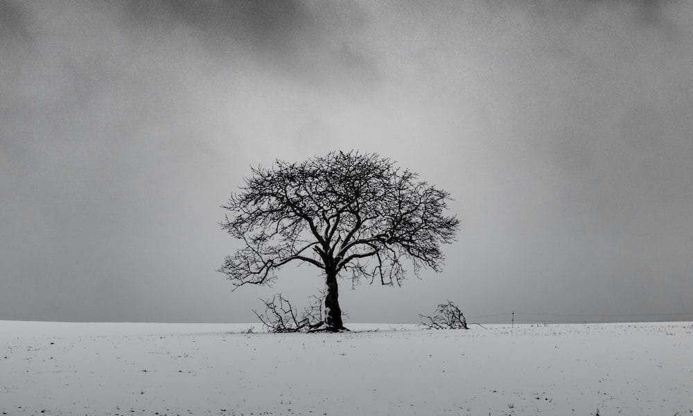 Leafless tree on a snowy hill with a cloudy sky in the background in black and white Bereavement damages – an overview