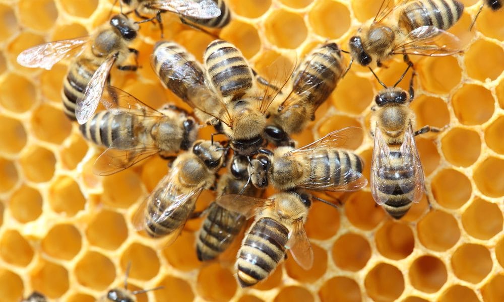 ‘Like bees collaborating in a hive, achievements in rehab should be shared’
