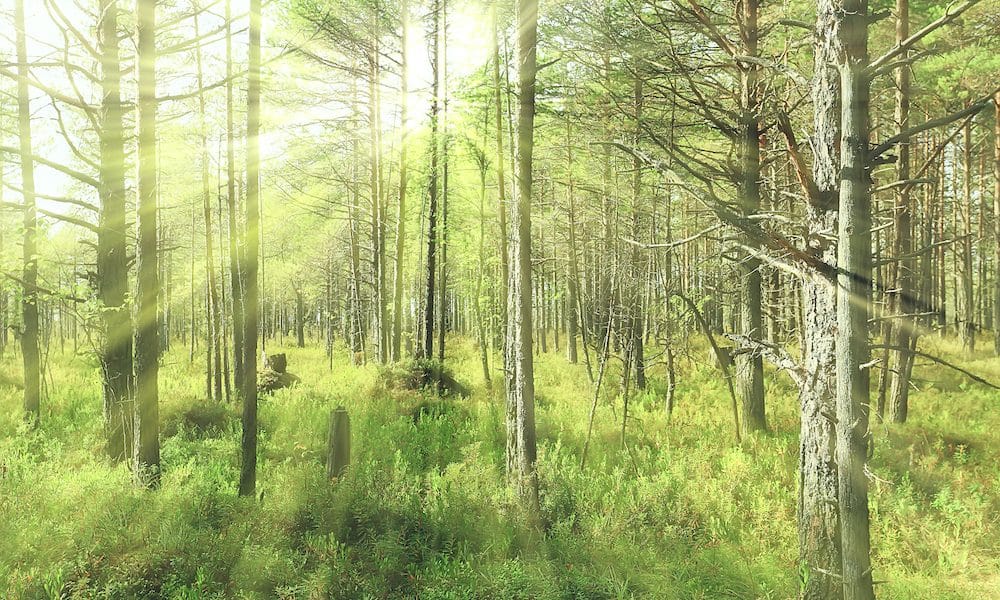 Sun,Rays,In,Coniferous,Forest,,Abstract,Landscape,Summer,Forest,,Beautiful Turning to nature for rehabilitation