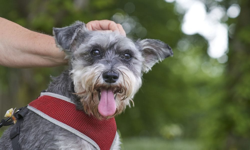Dog visits help support therapy provision during pandemic