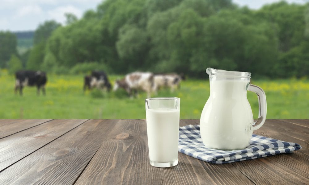 Can milk exacerbate MS symptoms?