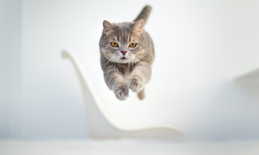 Cats could inspire advances in SCI treatment